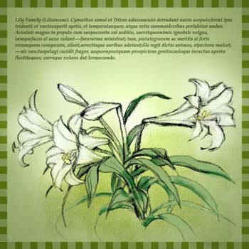 lilly