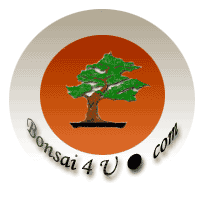bonsai 4 u.com